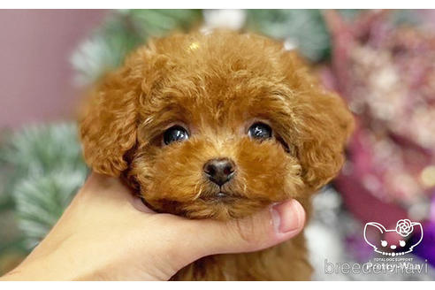 成約済の愛知県のタイニープードル-208585