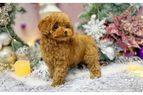 成約済の愛知県のタイニープードル-208585の4枚目