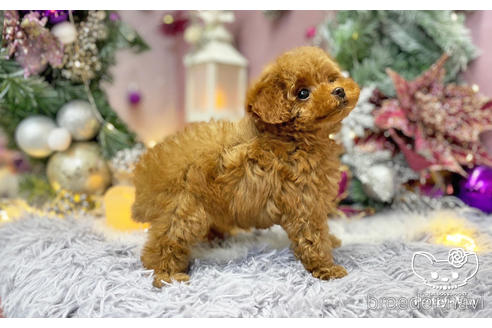 成約済の愛知県のタイニープードル-208585の5枚目