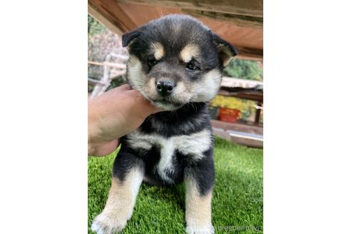 成約済の広島県の柴犬-205088の5枚目