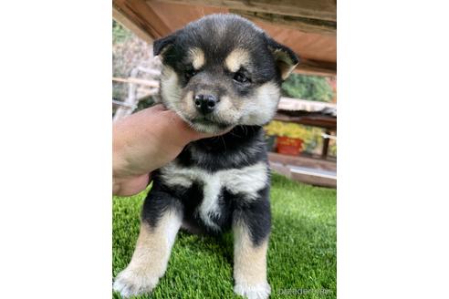 成約済の広島県の柴犬-205088の6枚目