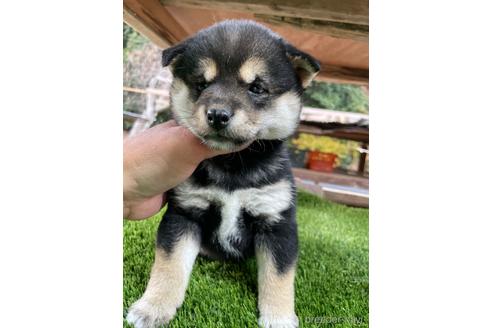 成約済の広島県の柴犬-205088の3枚目