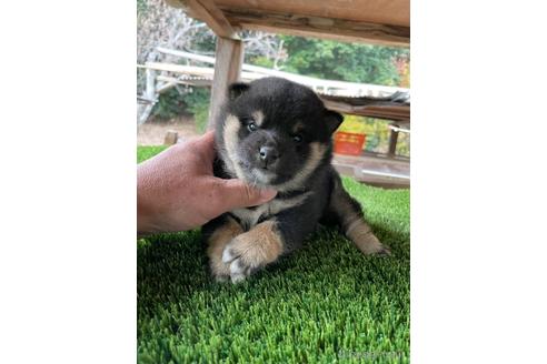 成約済の広島県の柴犬-205090の2枚目