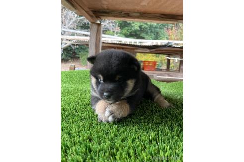 成約済の広島県の柴犬-205090の3枚目