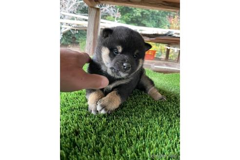成約済の広島県の柴犬-205090の4枚目