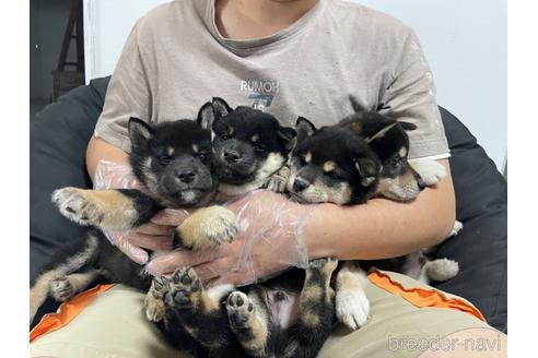 成約済の茨城県の柴犬-208455の1枚目