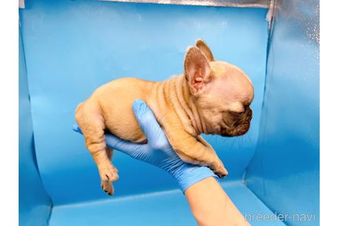 成約済の東京都のフレンチブルドッグ-208651の50枚目