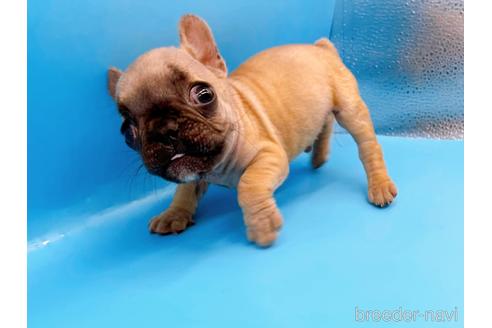 成約済の東京都のフレンチブルドッグ-208651の49枚目