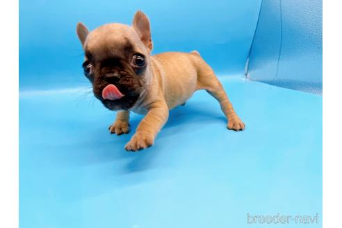 成約済の東京都のフレンチブルドッグ-208651の48枚目