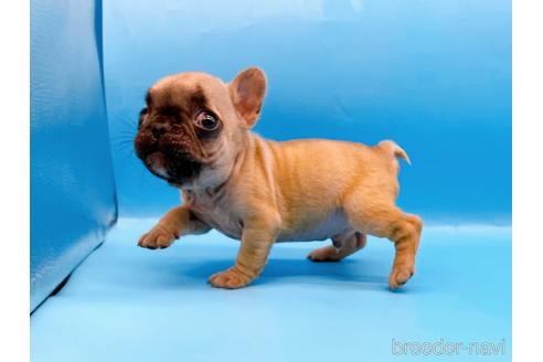 成約済の東京都のフレンチブルドッグ-208651の47枚目