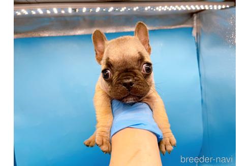 成約済の東京都のフレンチブルドッグ-208651の46枚目