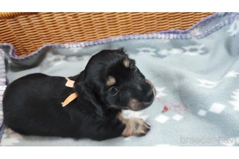 子犬