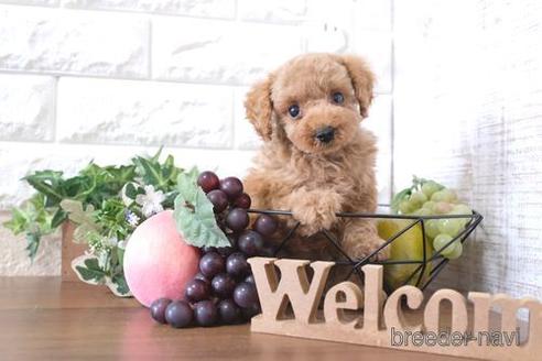 成約済の滋賀県のトイプードル-206445