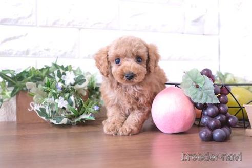 成約済の滋賀県のトイプードル-206445の6枚目