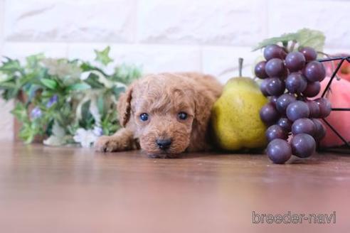 成約済の滋賀県のトイプードル-206445の3枚目