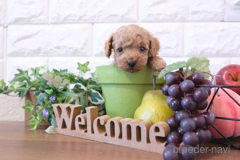 成約済の滋賀県のトイプードル-206445の2枚目