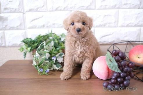 成約済の滋賀県のトイプードル-206448