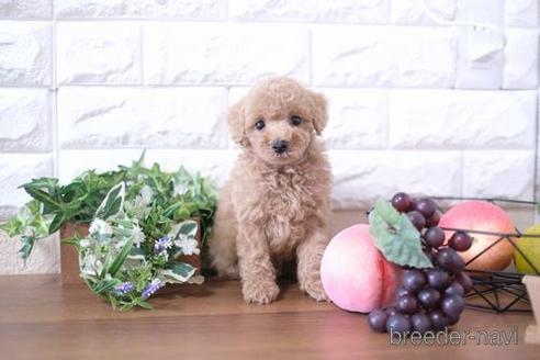 成約済の滋賀県のトイプードル-206448の6枚目