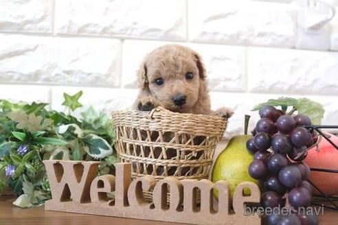 成約済の滋賀県のトイプードル-206448の2枚目