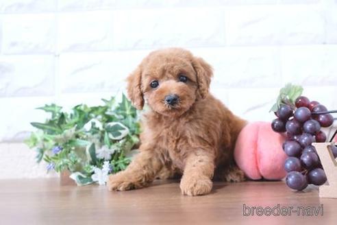 成約済の滋賀県のトイプードル-206449