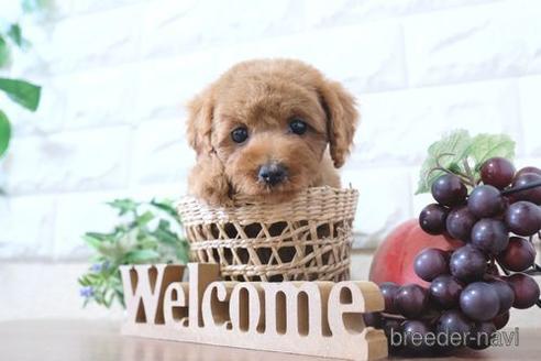 成約済の滋賀県のトイプードル-206449の6枚目