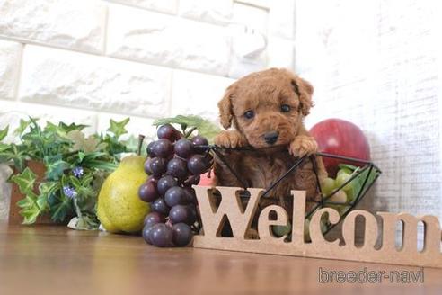 成約済の滋賀県のトイプードル-206449の3枚目