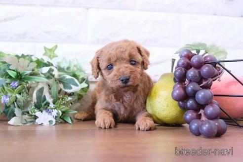 成約済の滋賀県のトイプードル-206449の2枚目