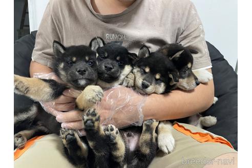 成約済の茨城県の柴犬-208697の1枚目