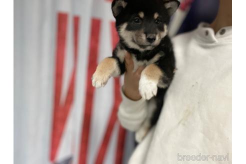 成約済の茨城県の柴犬-208697の4枚目