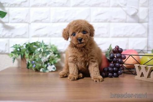 成約済の滋賀県のトイプードル-206451