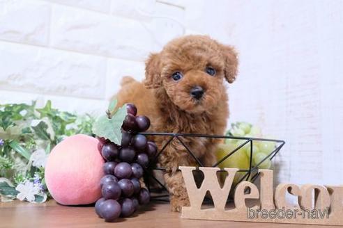 成約済の滋賀県のトイプードル-206454の1枚目