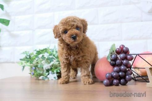 成約済の滋賀県のトイプードル-206454の6枚目