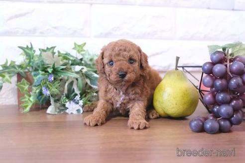 成約済の滋賀県のトイプードル-206454の3枚目