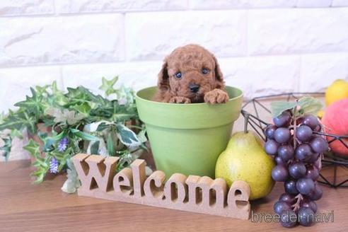 成約済の滋賀県のトイプードル-206454の2枚目