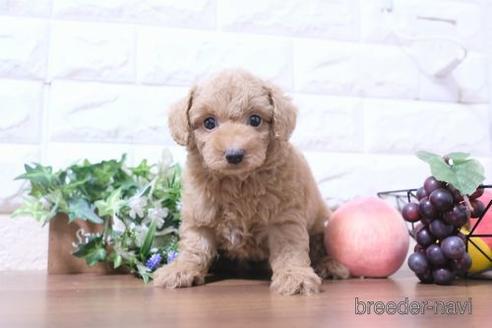 成約済の滋賀県のトイプードル-206461