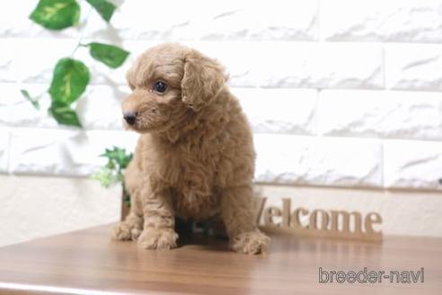 成約済の滋賀県のトイプードル-206461の6枚目