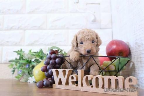 成約済の滋賀県のトイプードル-206461の3枚目