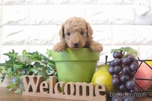 成約済の滋賀県のトイプードル-206461の2枚目