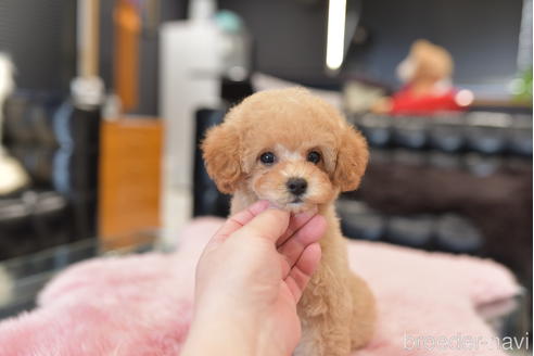 成約済の茨城県のトイプードル-207499の6枚目