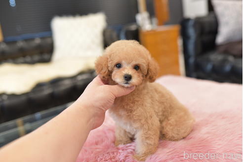 成約済の茨城県のトイプードル-207499の5枚目