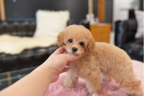 成約済の茨城県のトイプードル-207499の4枚目