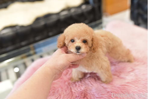 成約済の茨城県のトイプードル-207499の3枚目