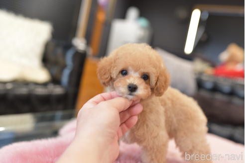 成約済の茨城県のトイプードル-207499の2枚目