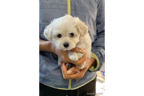 成約済の岐阜県のミックス犬-202173の3枚目