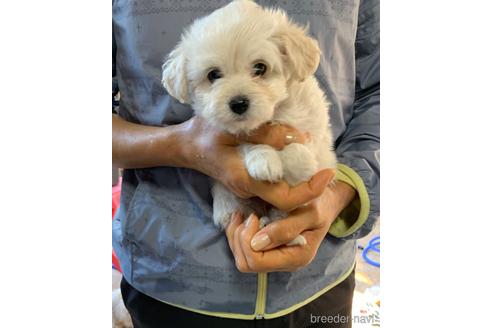 成約済の岐阜県のミックス犬-202173の2枚目