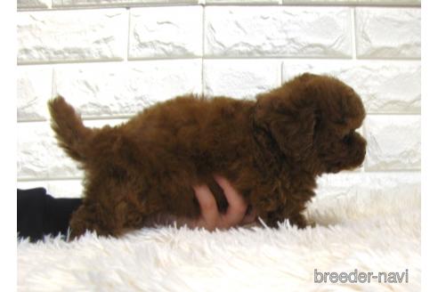 成約済の茨城県のトイプードル-208735の2枚目