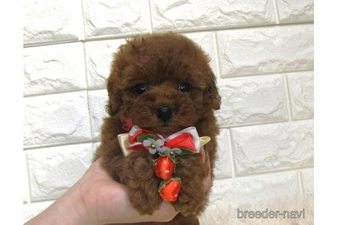 成約済の茨城県のトイプードル-208735の3枚目