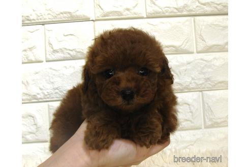 成約済の茨城県のトイプードル-208735の4枚目