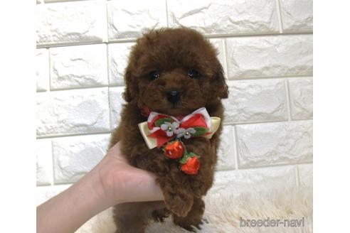 成約済の茨城県のトイプードル-208735