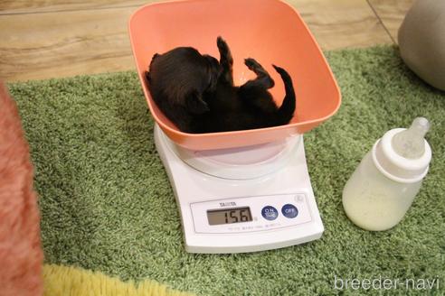 成約済の愛知県のカニンヘンダックスフンド(ロングヘアード)-207050の34枚目